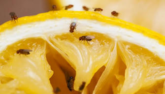 8 Simple and Effective Tips to Rid Your Home of Fruit Flies